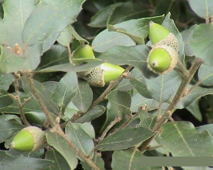 Steeneik - Quercus ilex hoogstammen